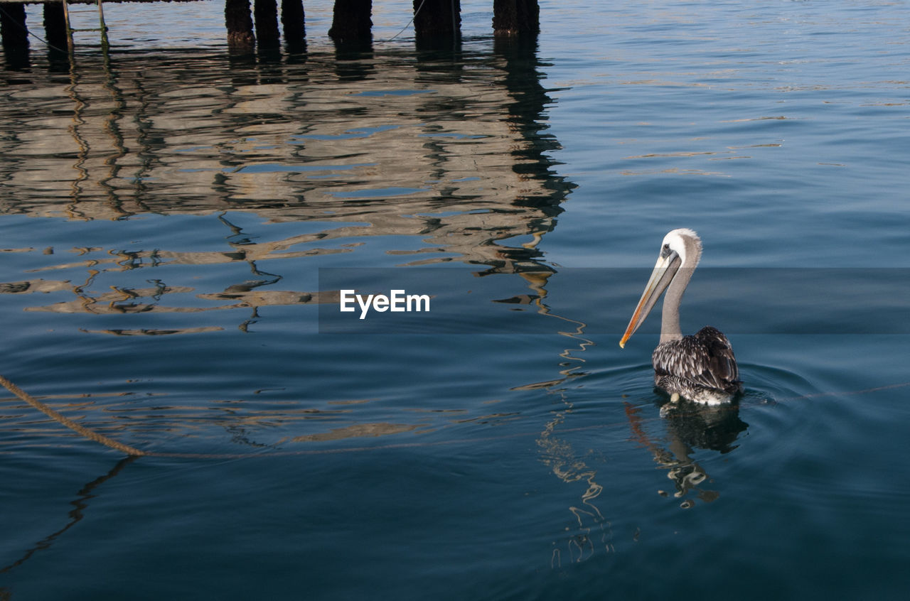 Pelican swimming in lake