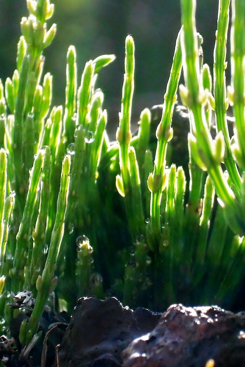 CLOSE-UP OF PLANTS