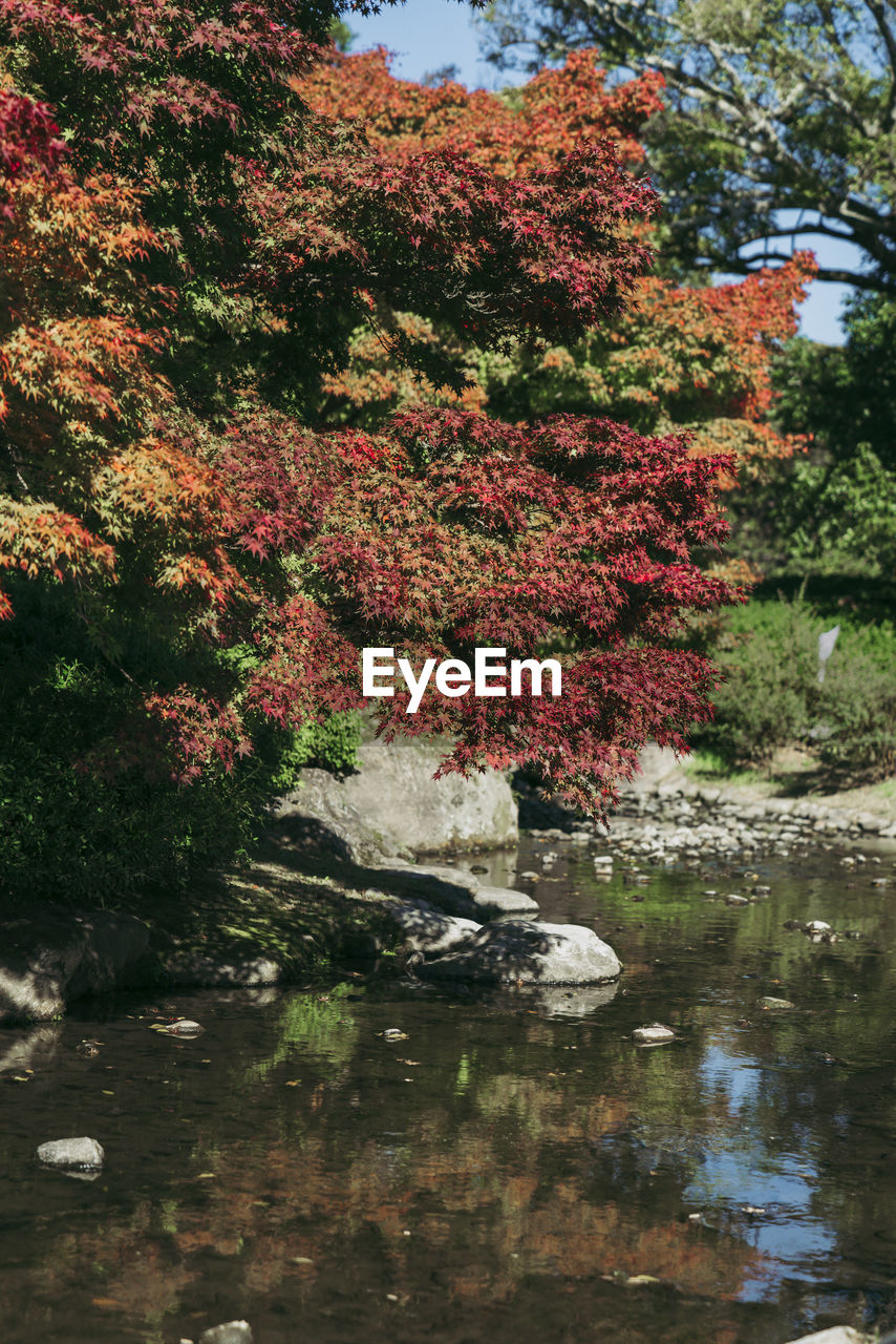 Flowering plants by lake in forest during autumn