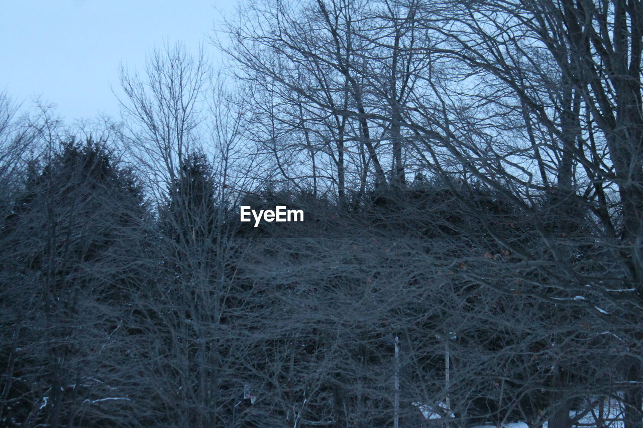 Bare trees in forest during winter