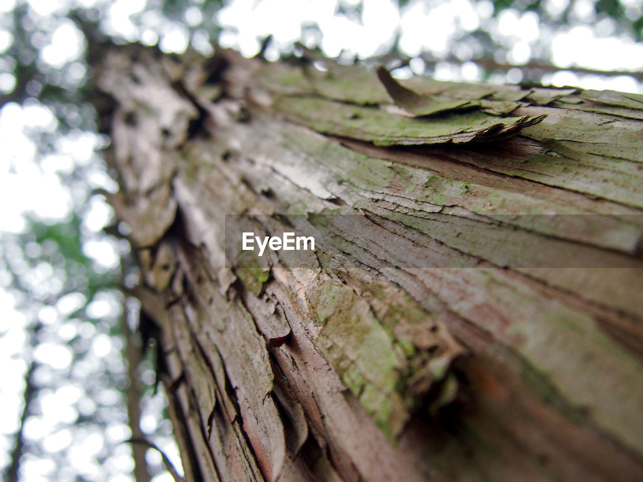 CLOSE-UP OF TREE STUMP OUTDOORS