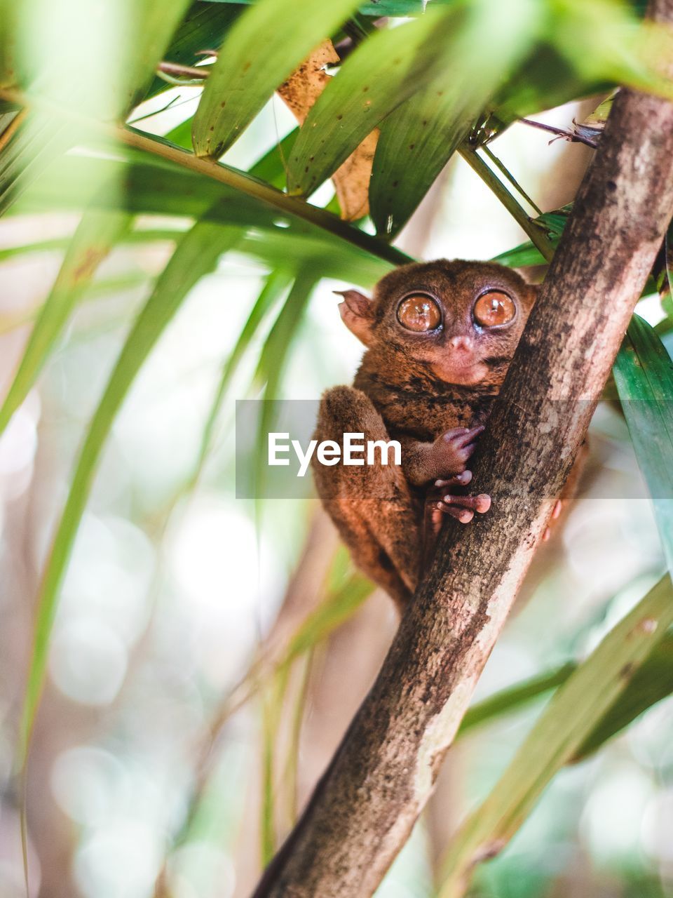 Low angle view of bohol tarsier on branch of tree