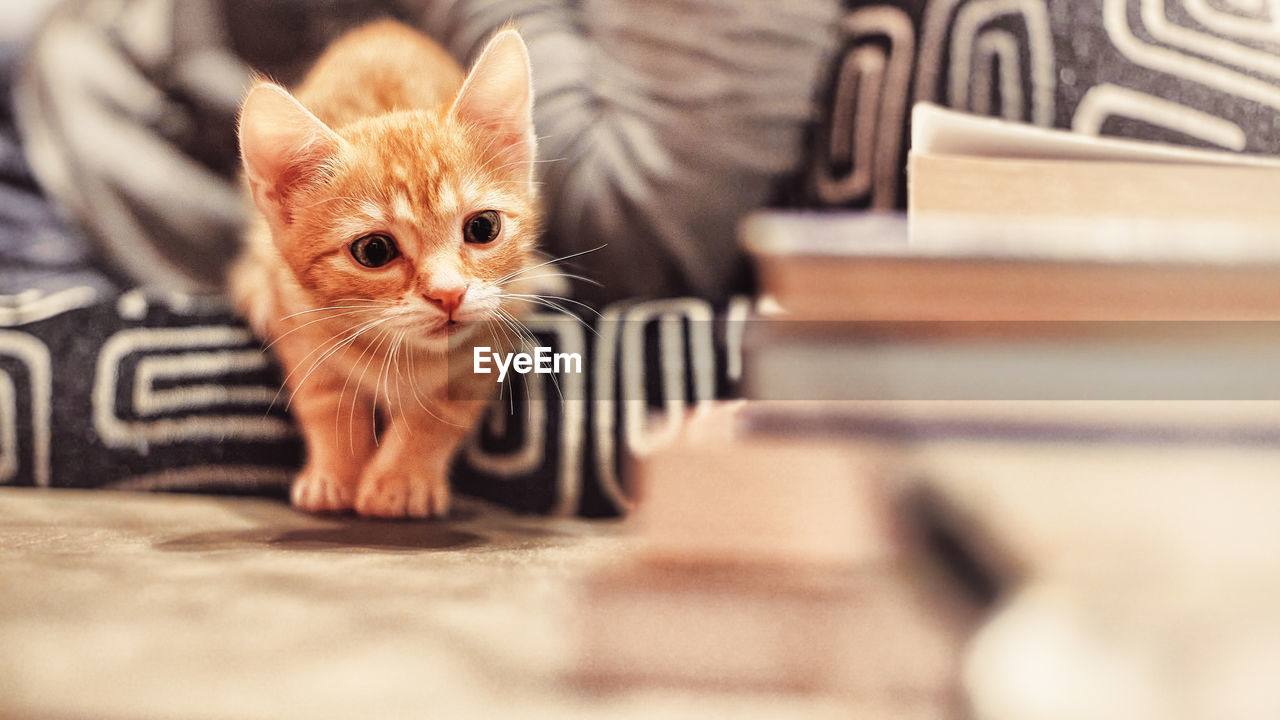 Portrait of kitten on floor