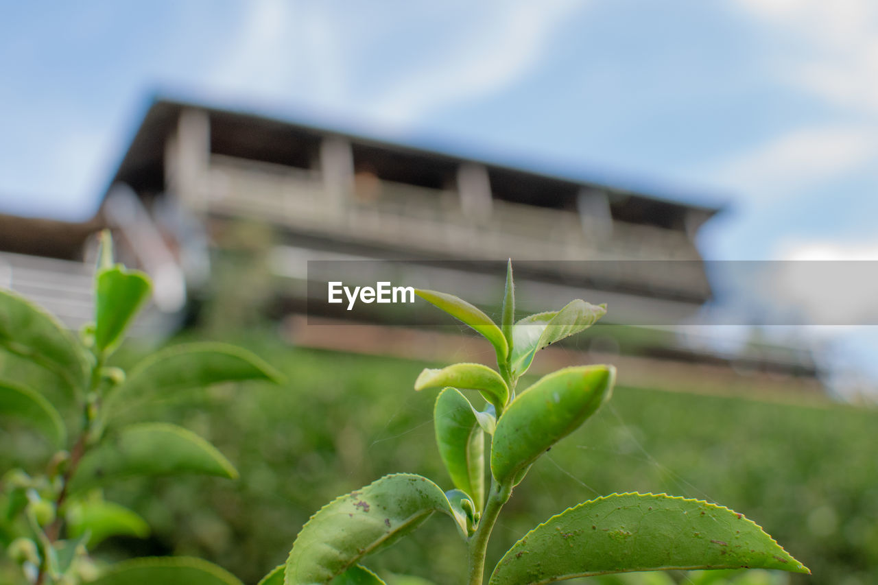 green, plant, leaf, plant part, nature, growth, architecture, flower, tree, grass, sky, built structure, building exterior, focus on foreground, no people, outdoors, agriculture, building, cloud, day, environment, environmental conservation, close-up, food, house, shrub, food and drink, beauty in nature, landscape, freshness, garden, beginnings, field