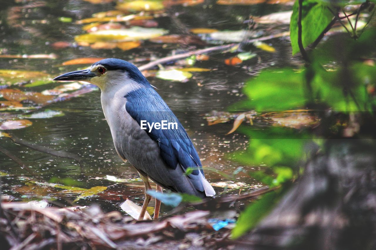 CLOSE-UP OF A BIRD