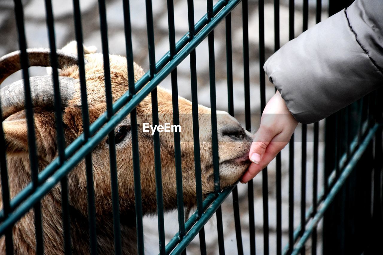 CLOSE-UP OF HAND FEEDING CAT IN CAGE