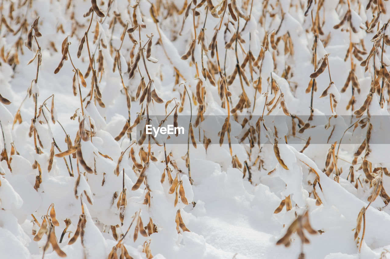 Full frame shot of snow