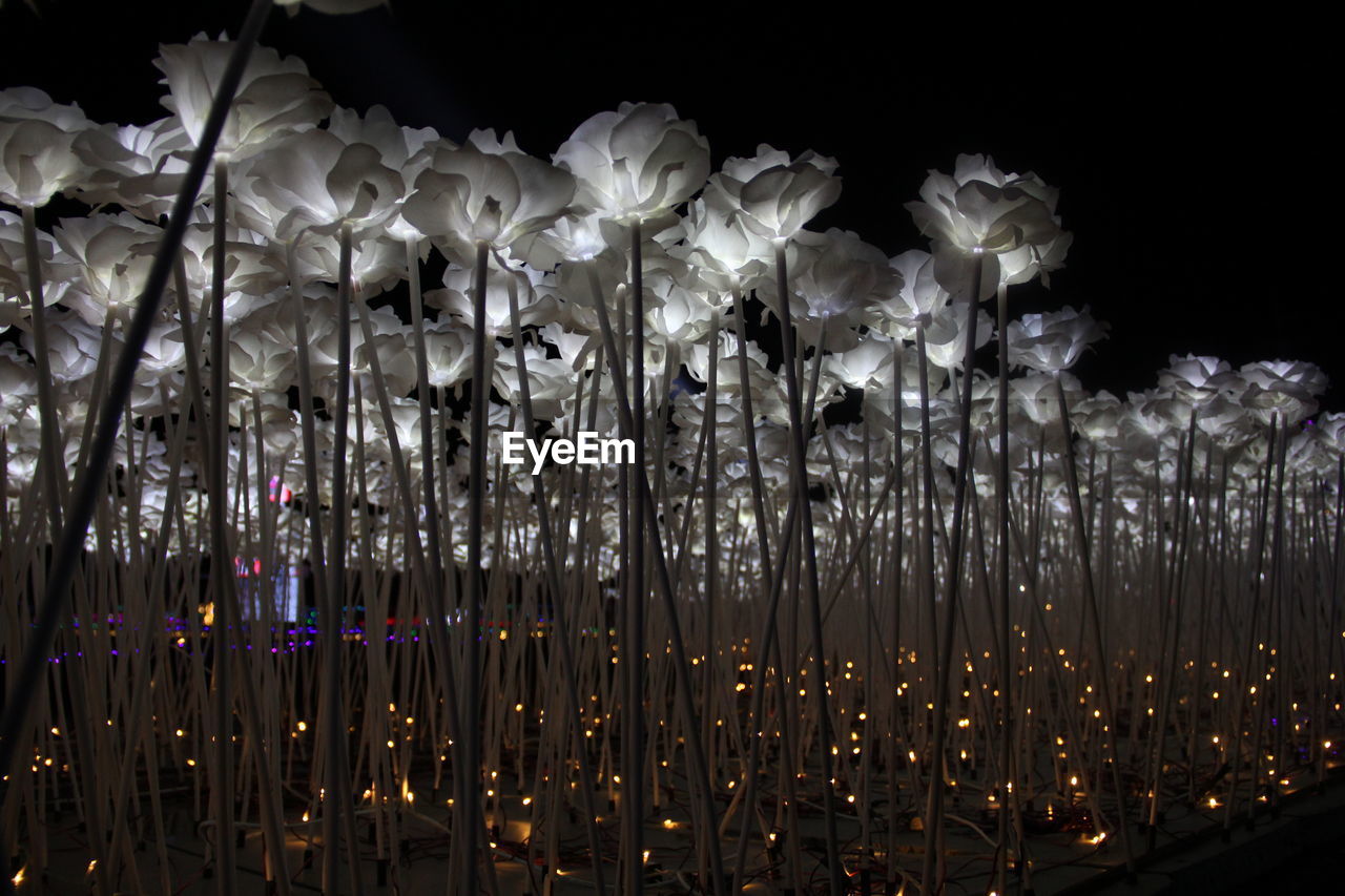 Low angle view of flowers in row