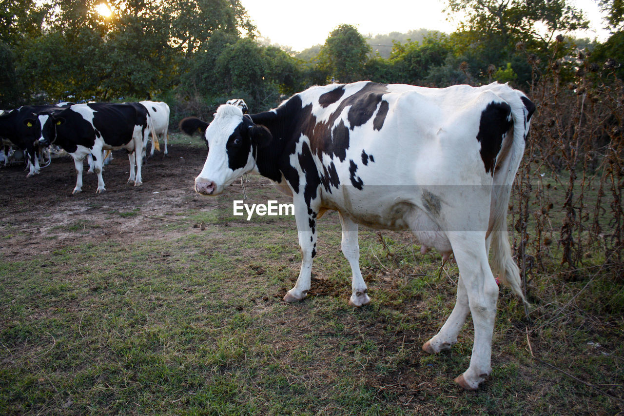 COWS STANDING IN FIELD