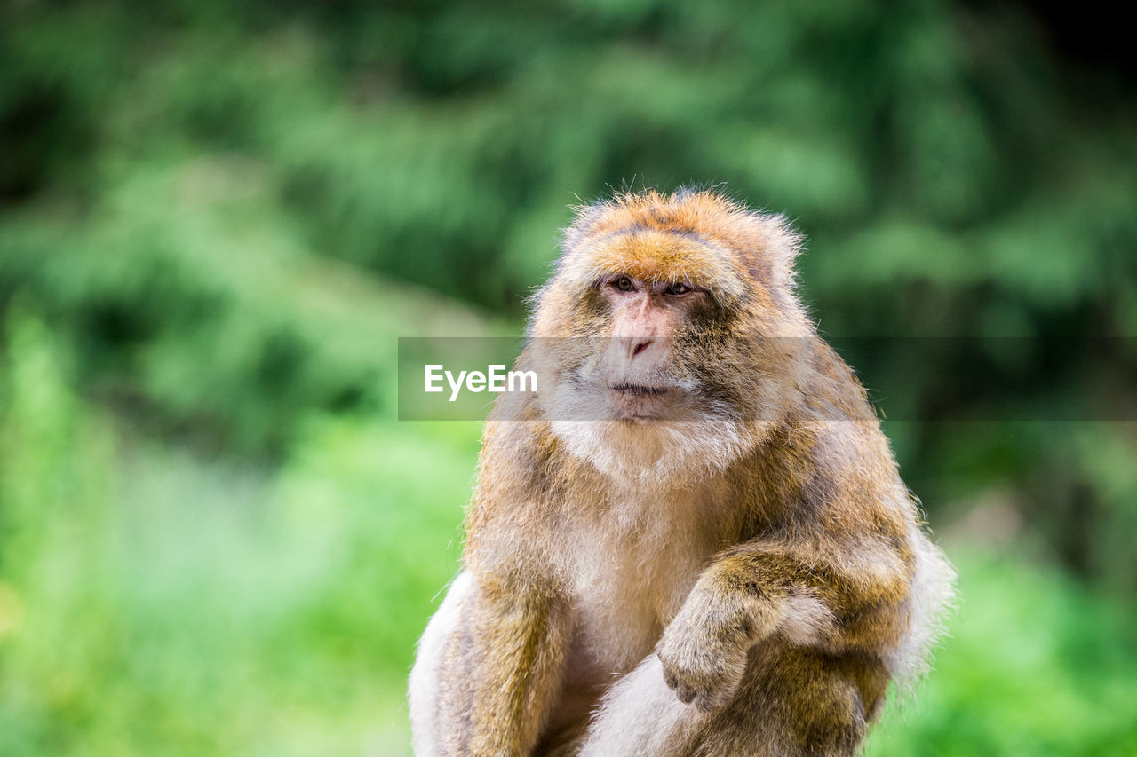 Monkey looking away outdoors