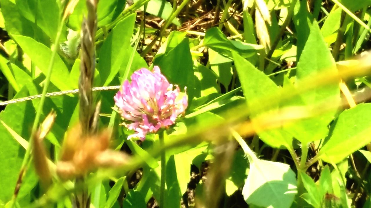 CLOSE-UP OF PINK FLOWERS BLOOMING IN GARDEN