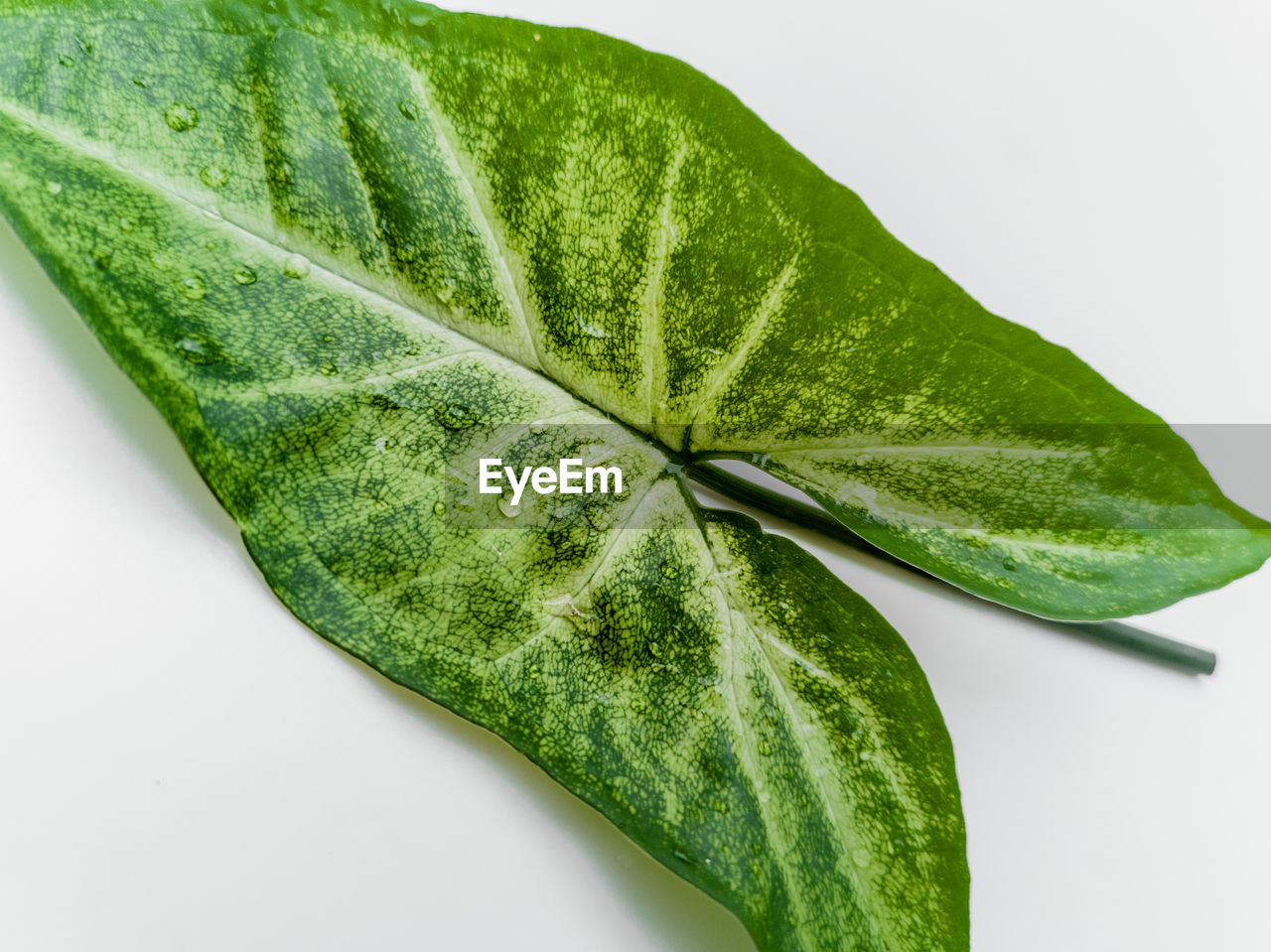 HIGH ANGLE VIEW OF GREEN LEAVES