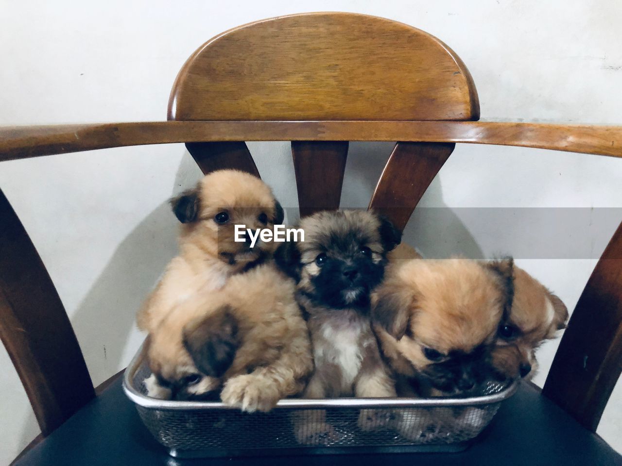 DOGS SITTING ON SEAT IN A KITCHEN
