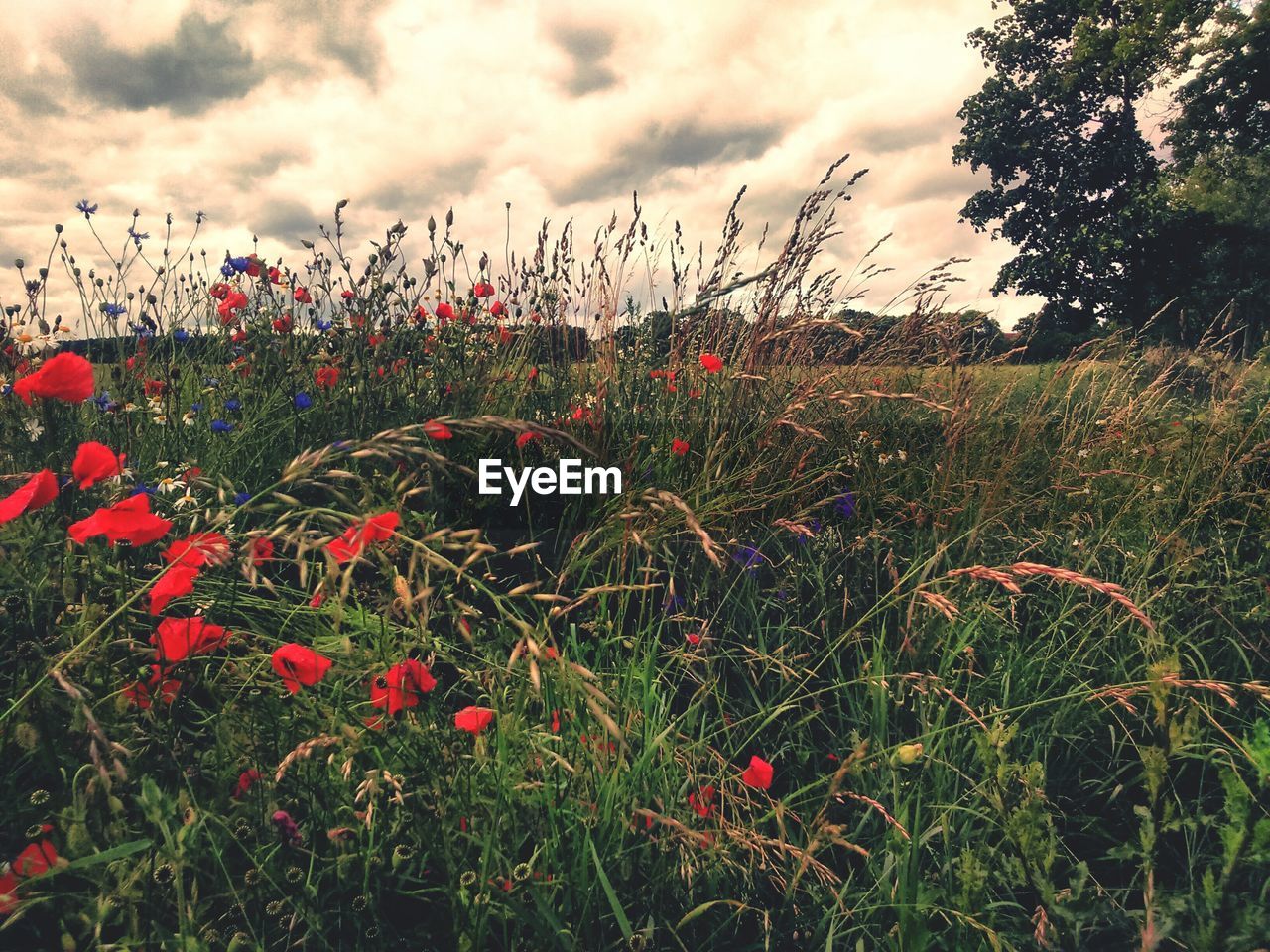 RED POPPIES BLOOMING IN FIELD