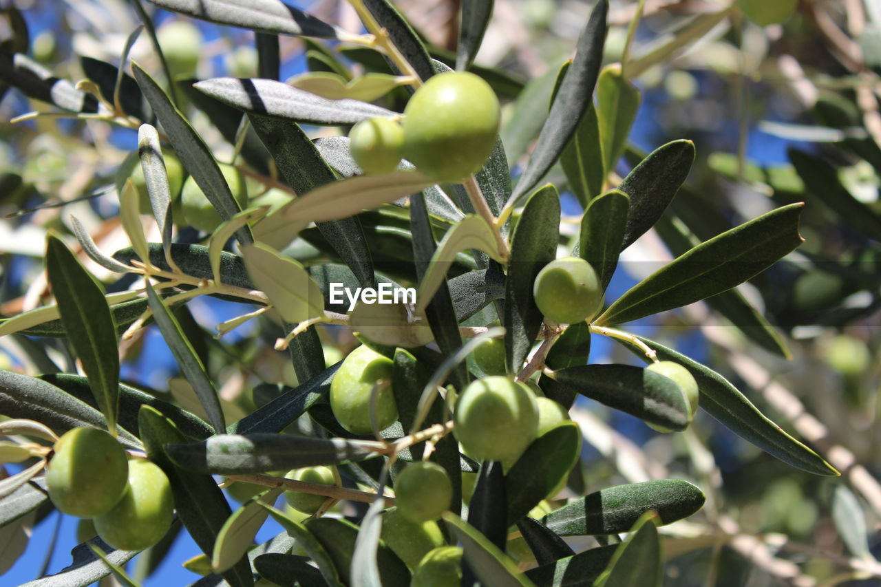 CLOSE-UP OF GREEN PLANT