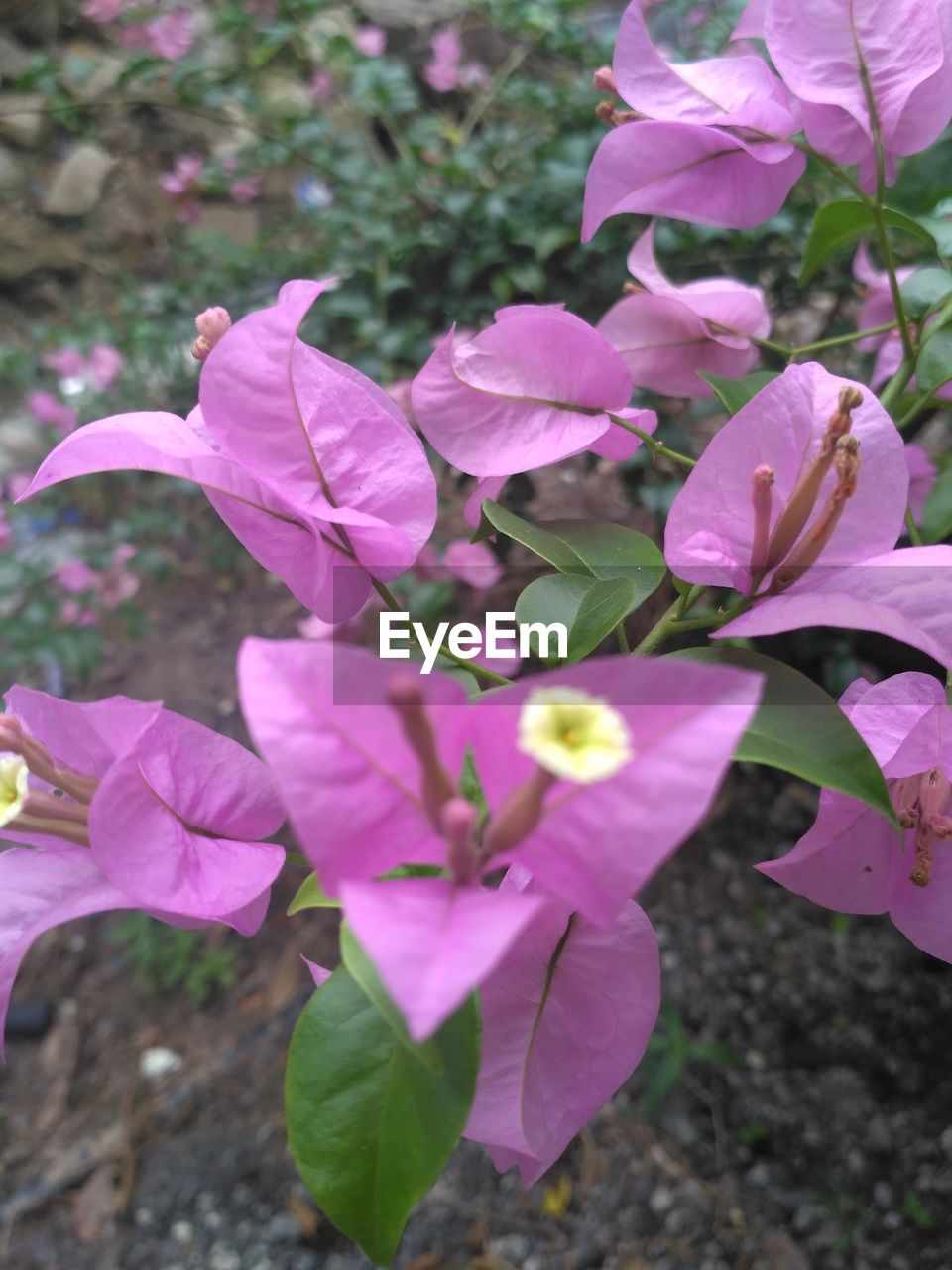 CLOSE-UP OF FRESH FLOWERS BLOOMING OUTDOORS