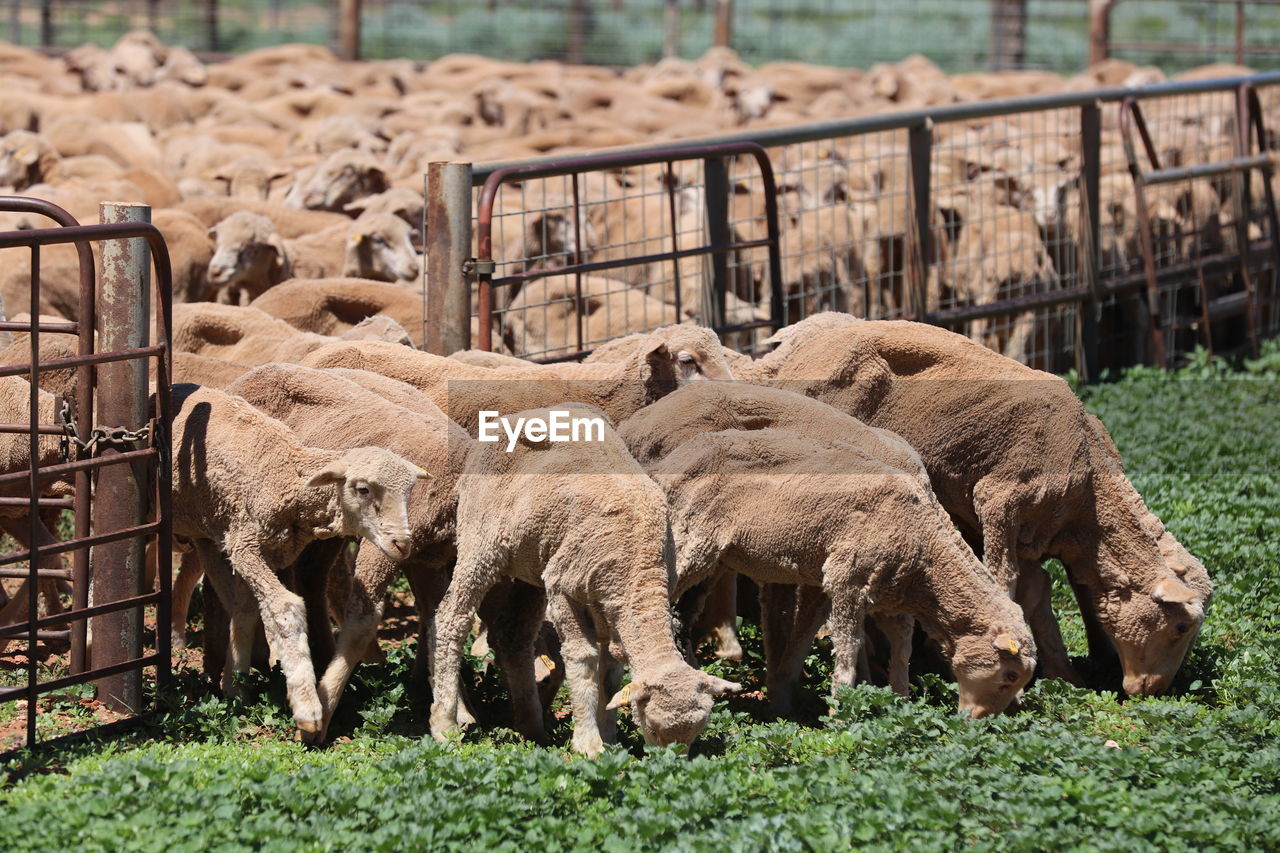 Who left the gate open. sheep coming out of a gate and eating luscious grass