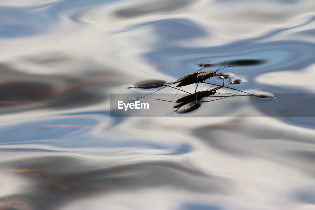 High angle view of insect on a lake