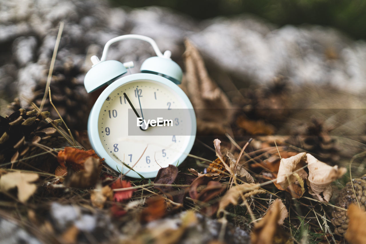 CLOSE-UP OF CLOCK ON PLANT