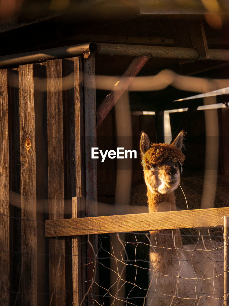 PORTRAIT OF A DOG ON FENCE