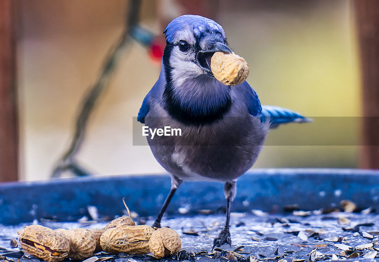 A bluejay finds a peanut on a frozen backyard bird bath