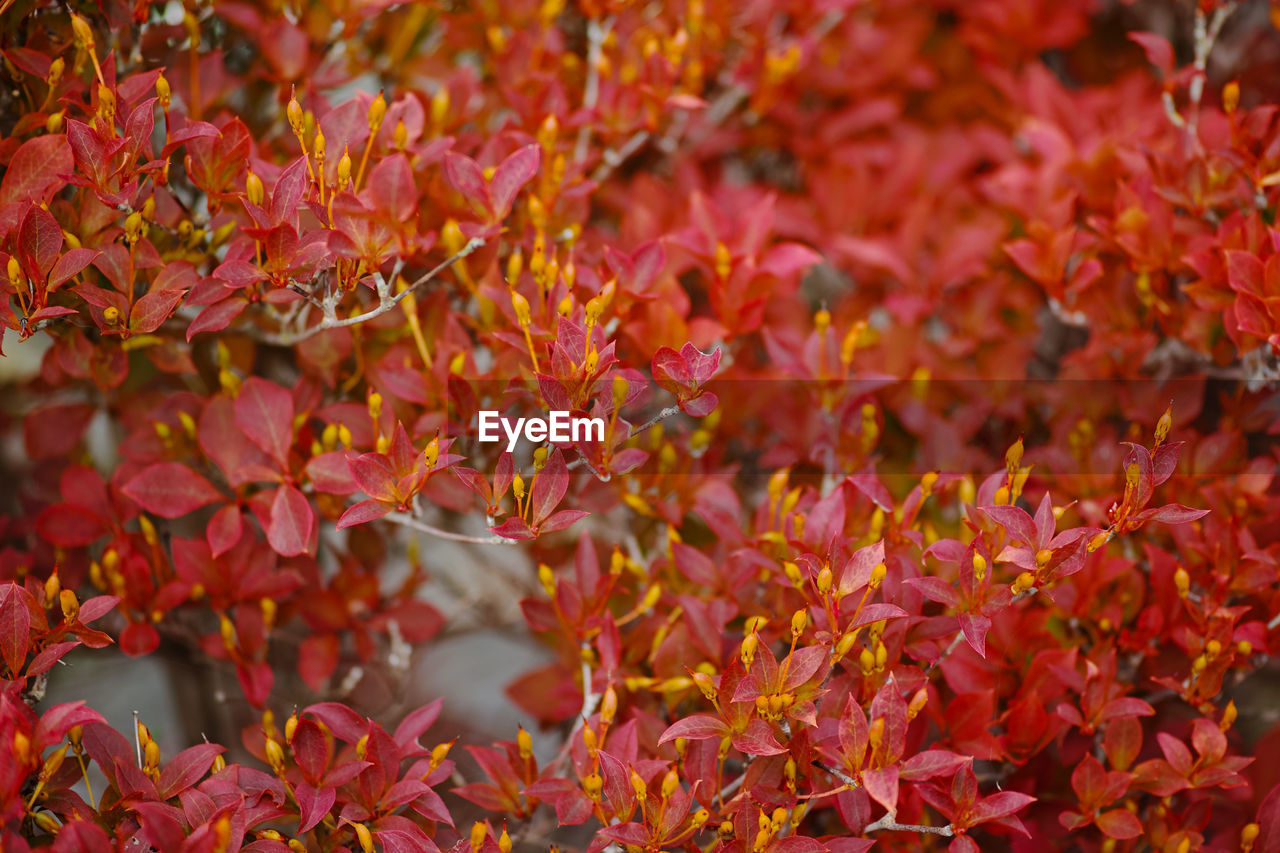 FULL FRAME SHOT OF FLOWERING PLANT