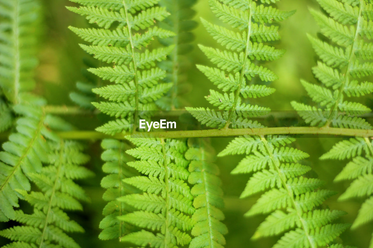 Close-up of fern leaves