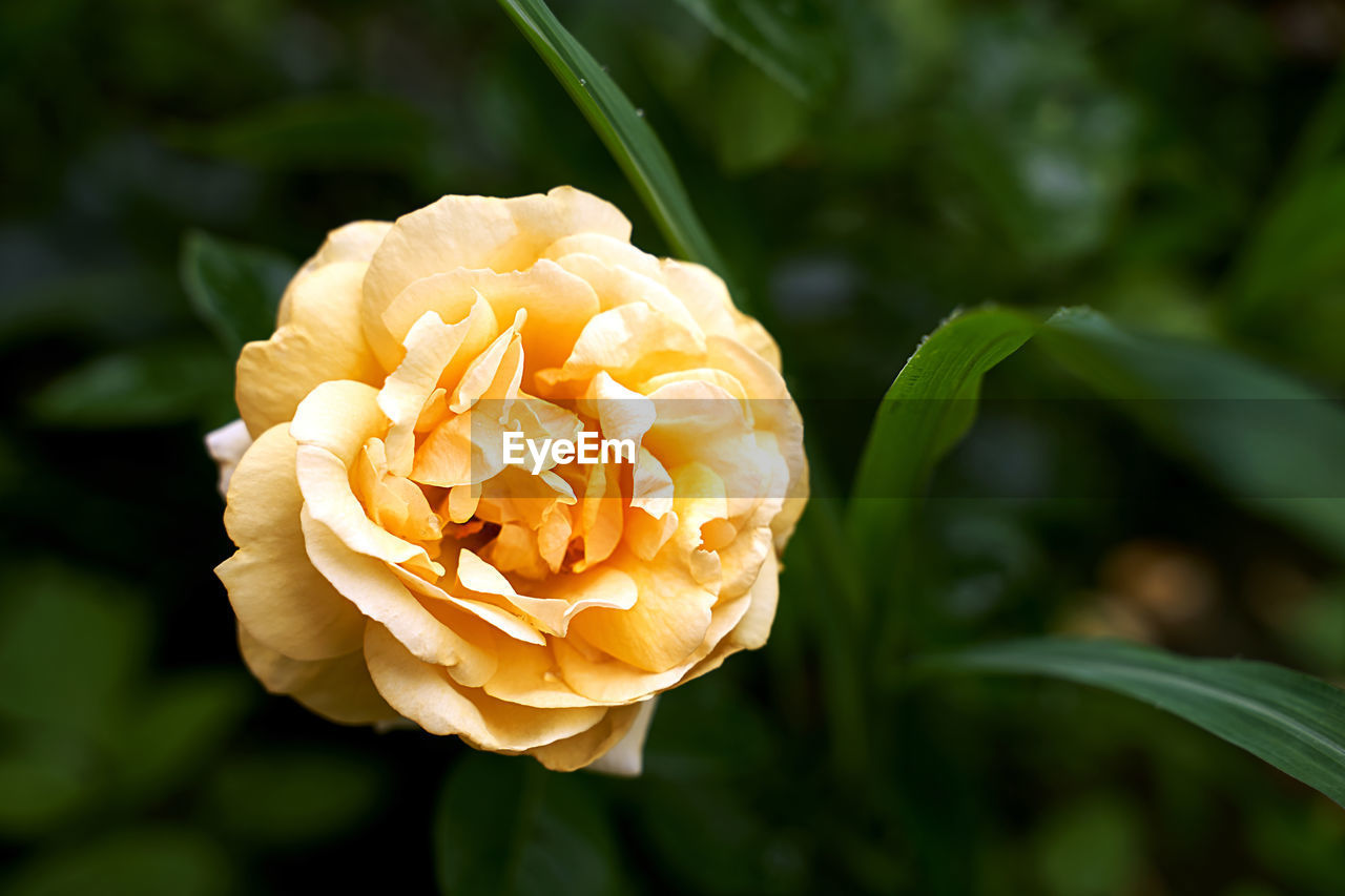 CLOSE-UP OF YELLOW ROSE