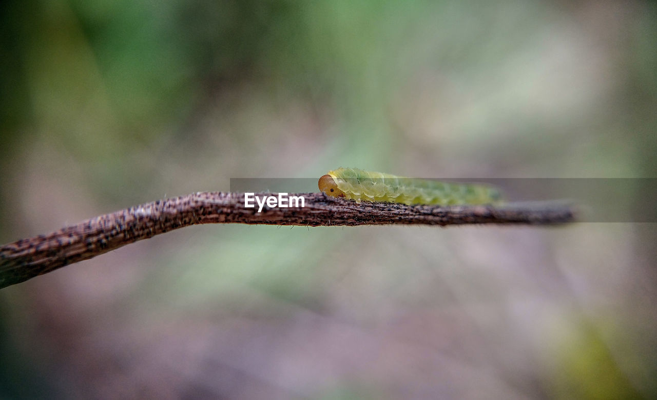 Close-up of insect on plant