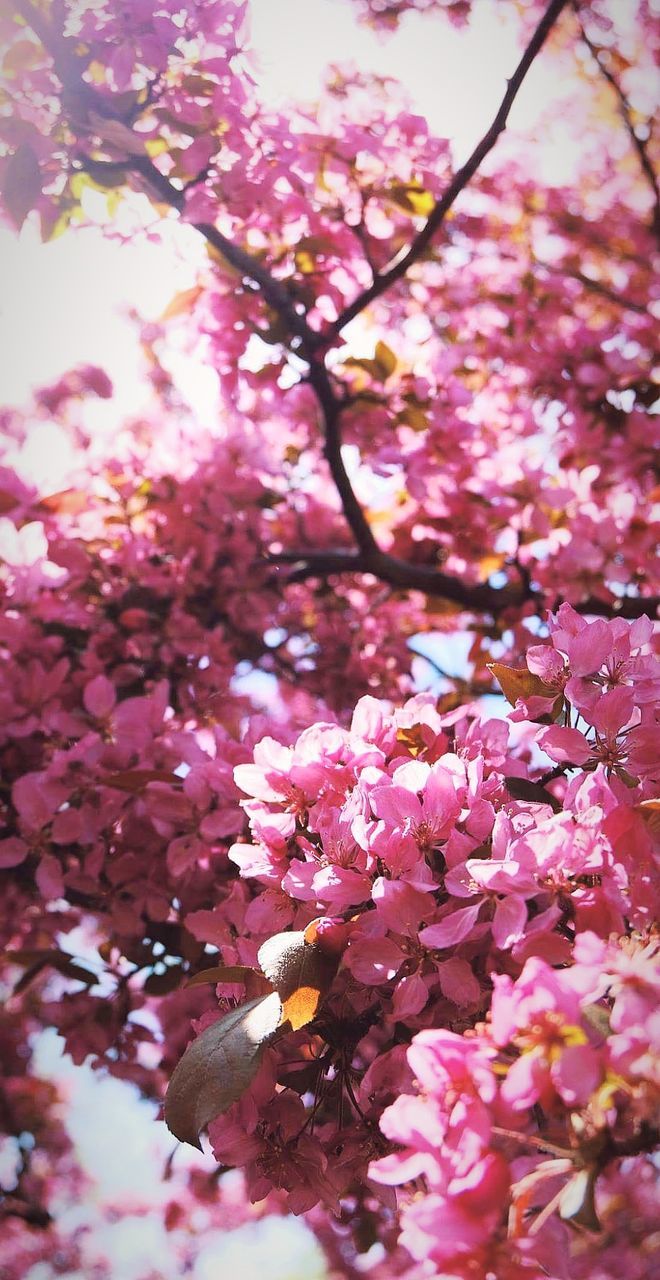 Close-up of pink cherry blossom