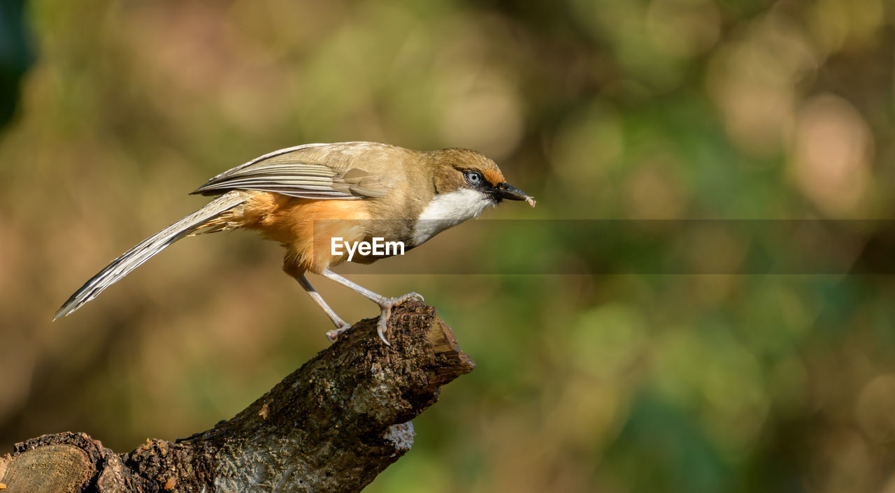 animal themes, animal, animal wildlife, bird, wildlife, one animal, nature, beak, perching, focus on foreground, full length, multi colored, side view, tree, branch, sunbeam, plant, songbird, pattern, surface level, beauty in nature, eating, tree trunk, colored background, close-up, trunk, meadow, selective focus, outdoors, outdoor pursuit, no people, activity, green background, plain, springtime, sunlight, portrait, food, motion, day, insect, sunny, food and drink, environment, standing, copy space, sitting, grass, animal body part, brown, orange color, field, crop, cut out, agriculture, red, wood, landscape, emergence, looking at camera