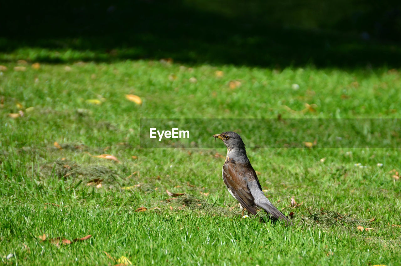 BIRD PERCHING ON GRASS FIELD