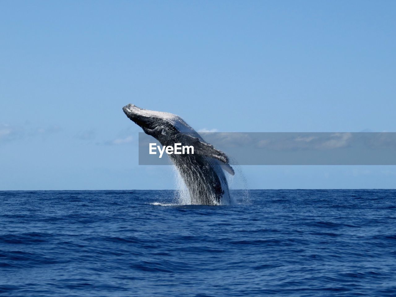 Whale in sea against sky