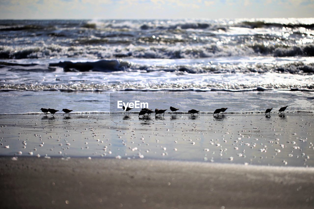 Silhouette birds at beach on sunny day