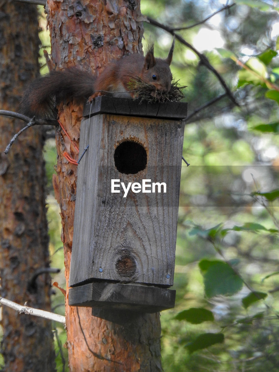 CLOSE-UP OF BIRDHOUSE ON TREE