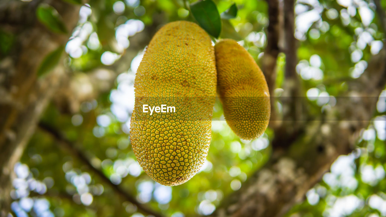 CLOSE-UP OF FRUITS ON TREE