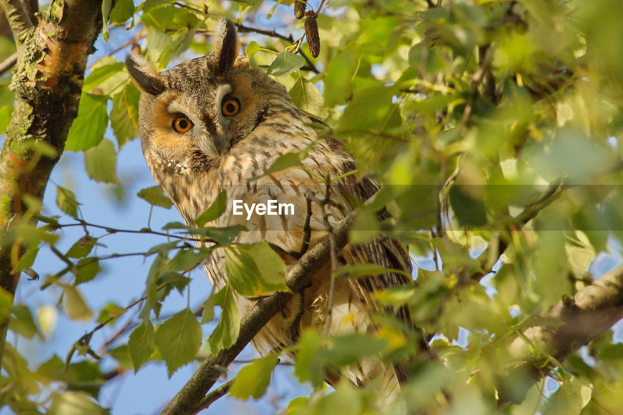 Low angle portrait of owl perching on branch