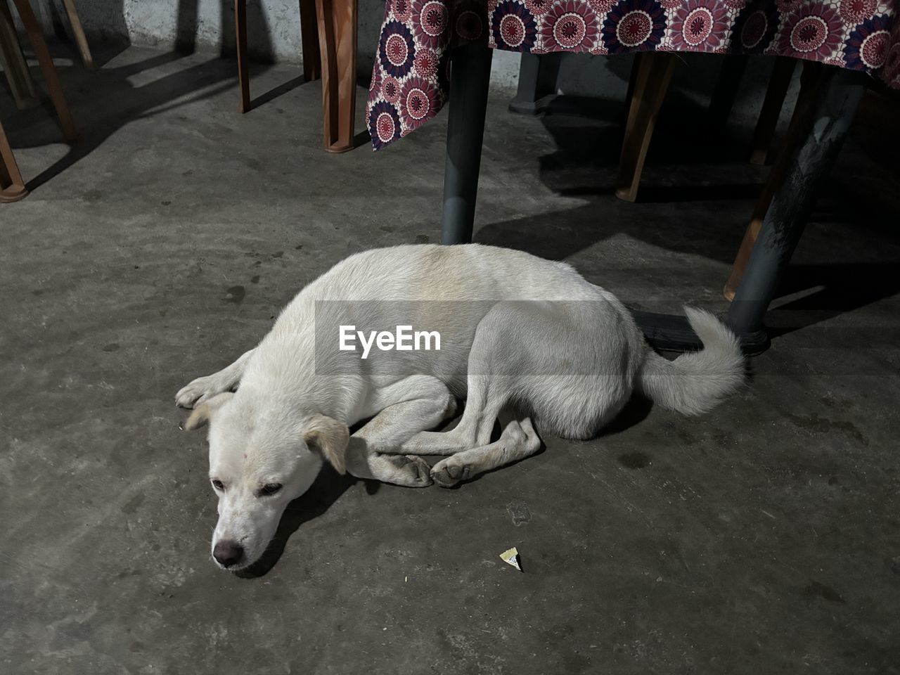 pet, animal themes, animal, mammal, dog, domestic animals, one animal, sleeping, relaxation, high angle view, canine, no people, resting, indoors, lying down
