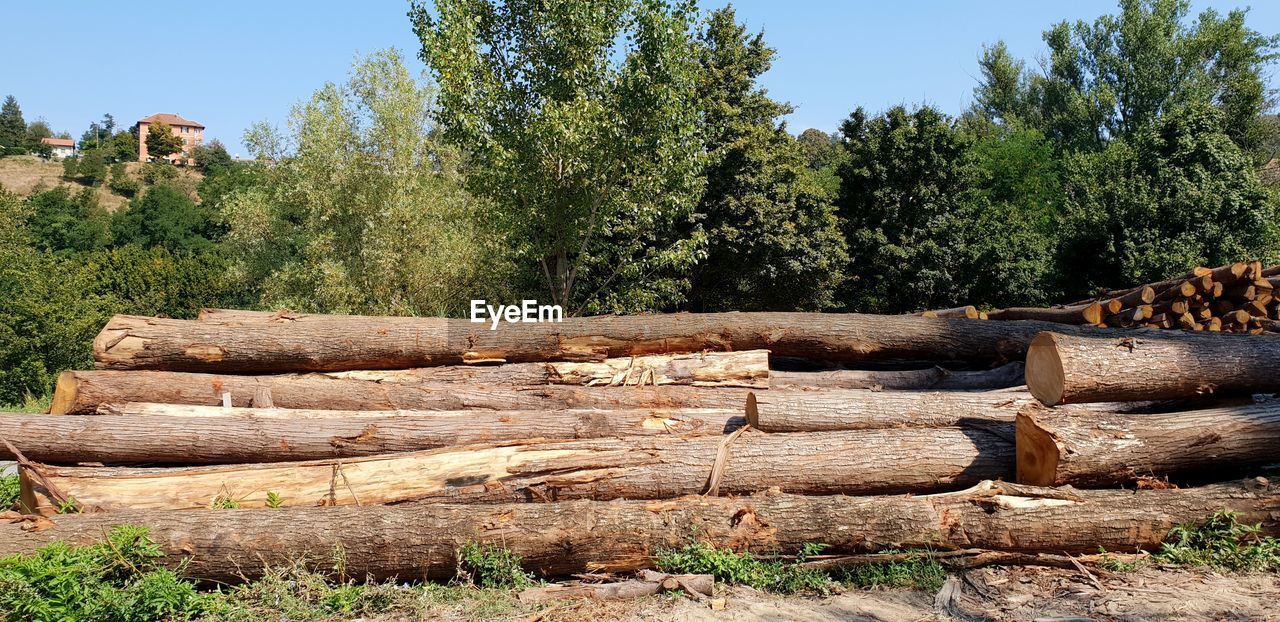 STACK OF FIREWOOD IN FOREST