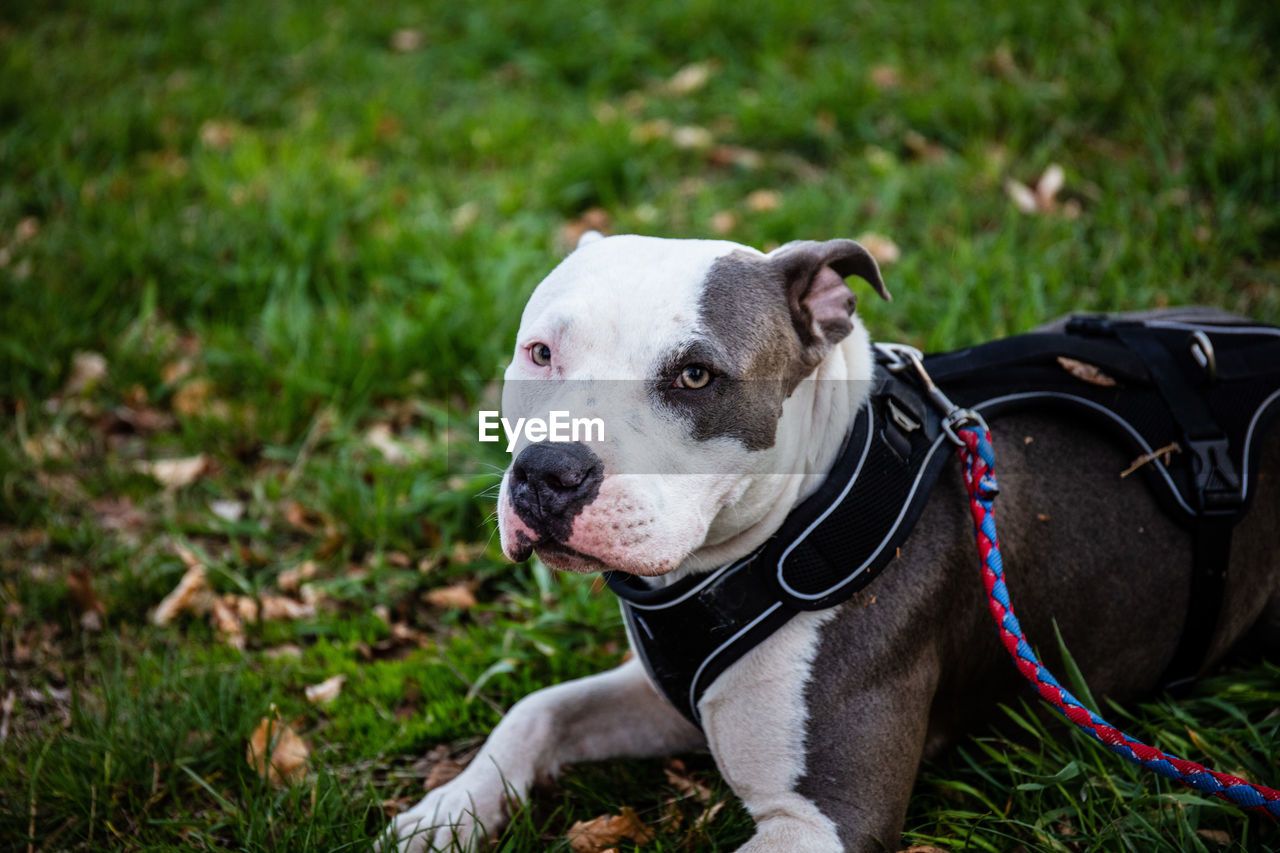 DOG LOOKING AWAY