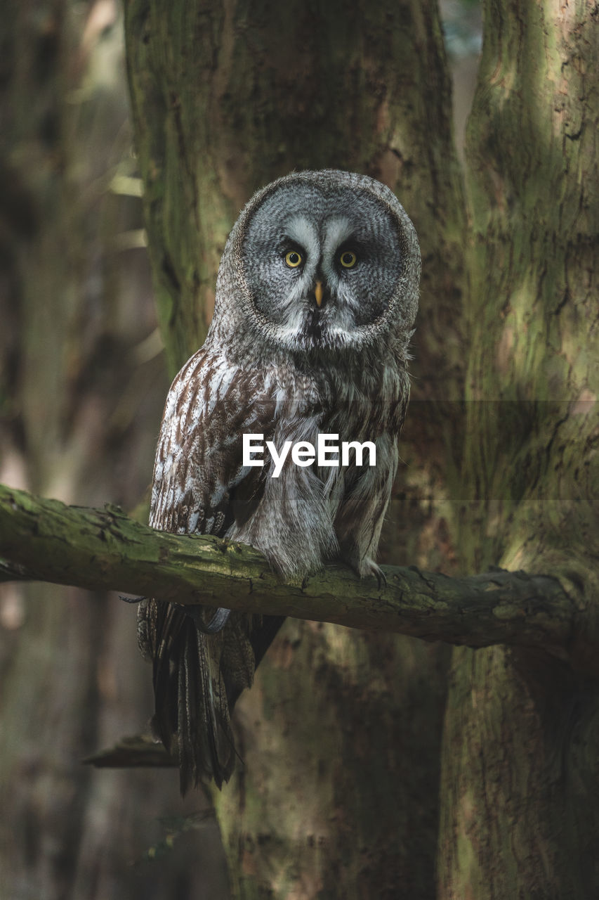 Close up of great grey owl perched in tree
