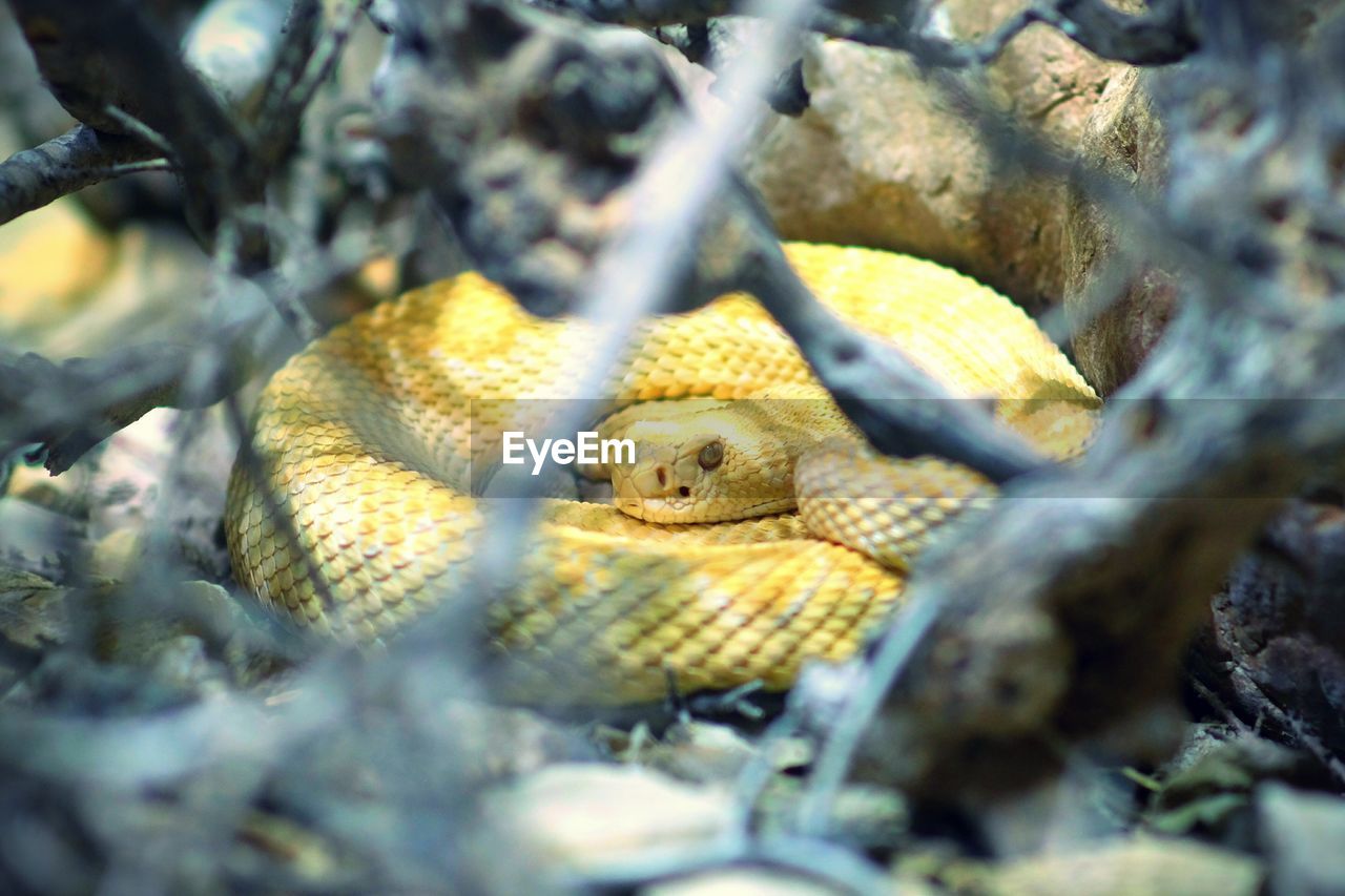 Yellow snake relaxing amidst twigs on field