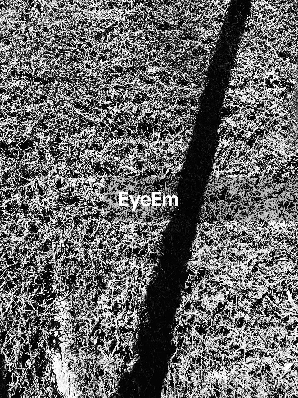 HIGH ANGLE VIEW OF SHADOW OF TREE ON FIELD