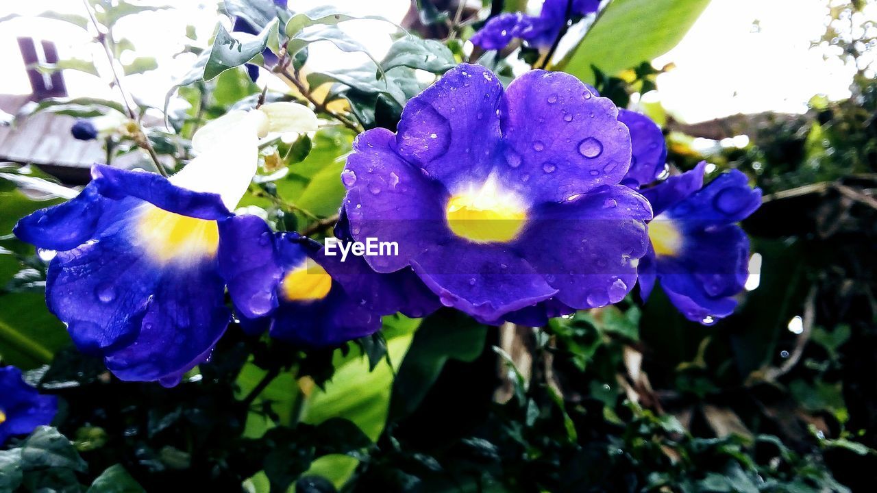 CLOSE-UP OF WATER DROPS ON PURPLE FLOWERS