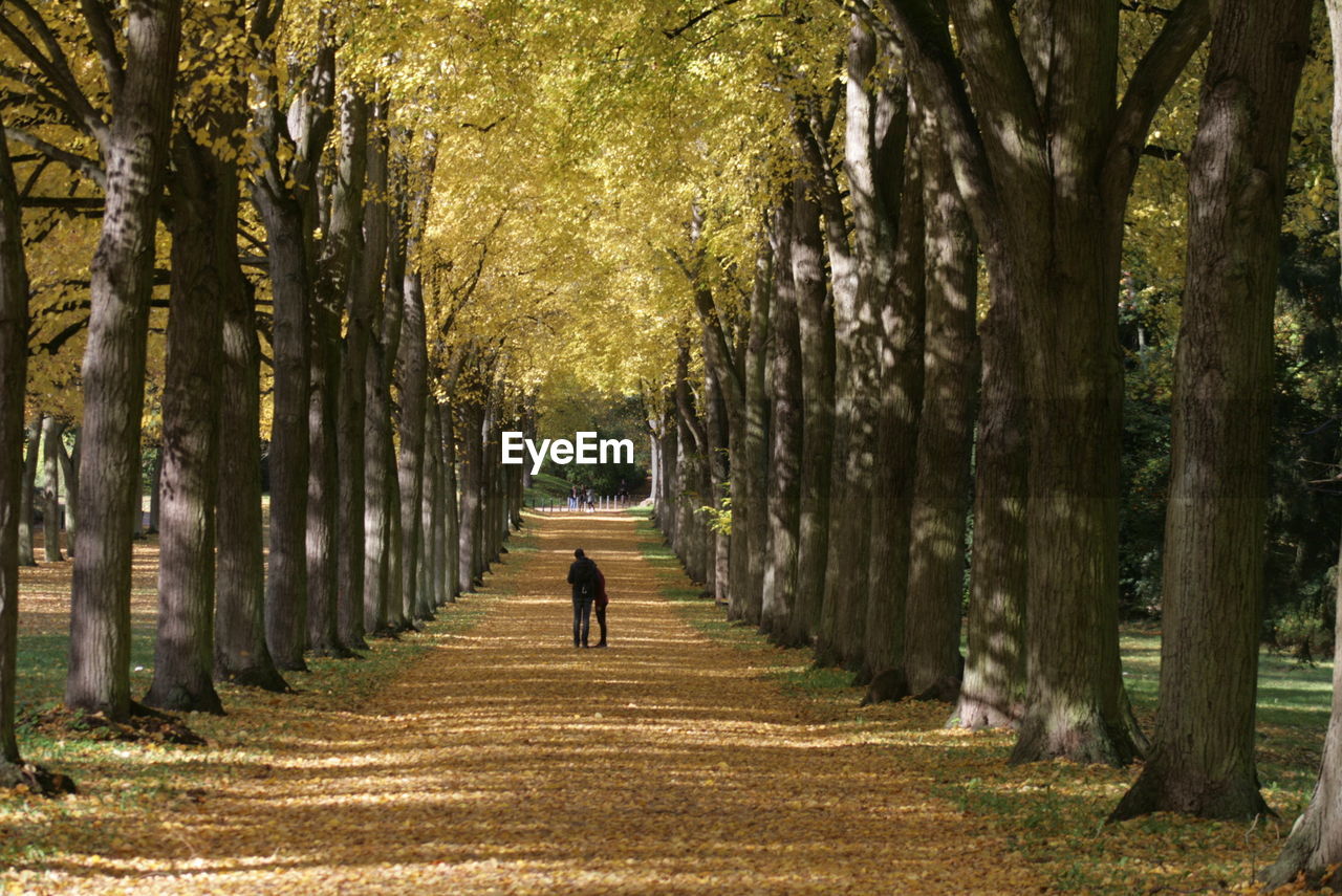 Avenue in autumn in sanssouci