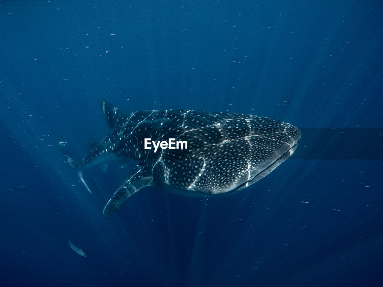 Shark swimming in sea