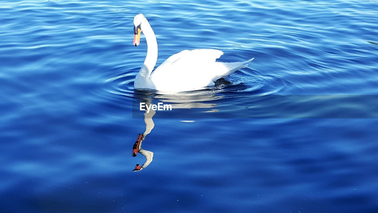 Side view of a swan in ripped water