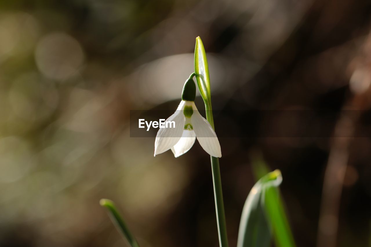 plant, flower, flowering plant, beauty in nature, green, freshness, close-up, nature, fragility, growth, snowdrop, petal, focus on foreground, macro photography, no people, flower head, white, springtime, plant stem, yellow, inflorescence, outdoors, leaf, day, botany, selective focus, plant part, blossom