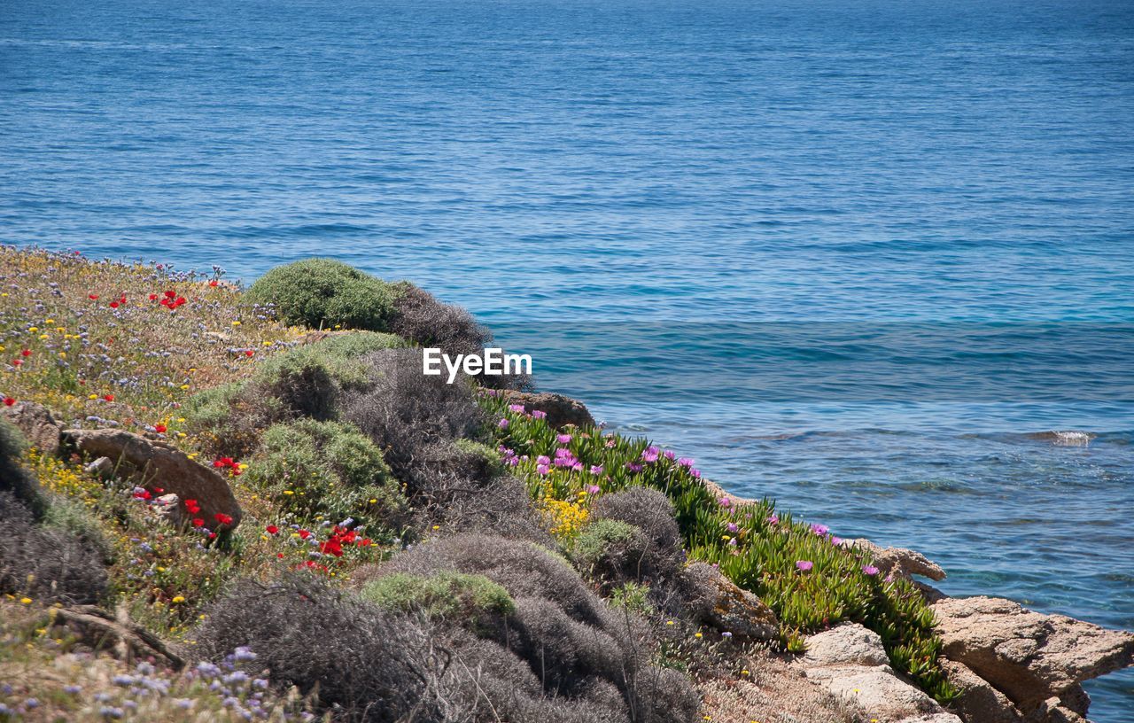 High angle view of plants by sea
