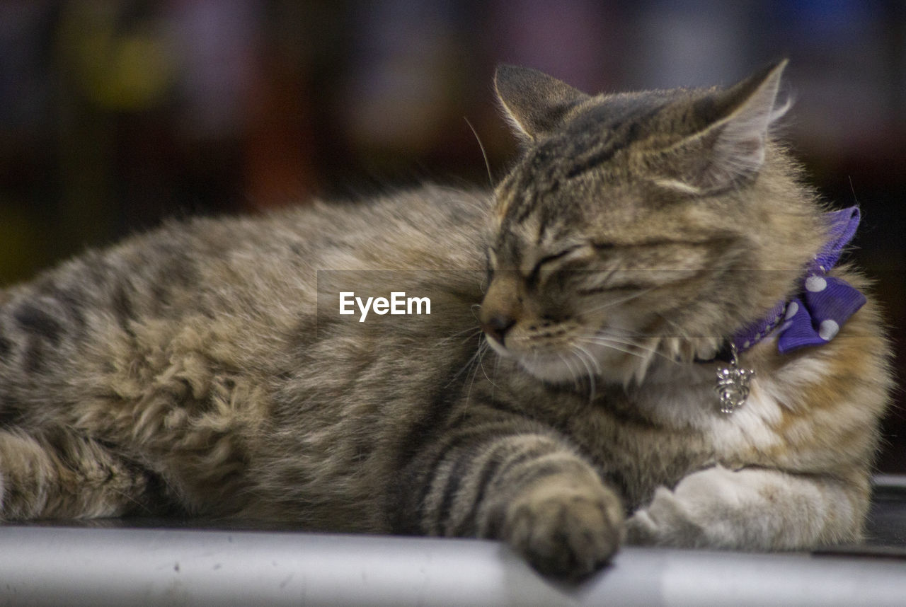 CLOSE-UP OF A CAT RESTING